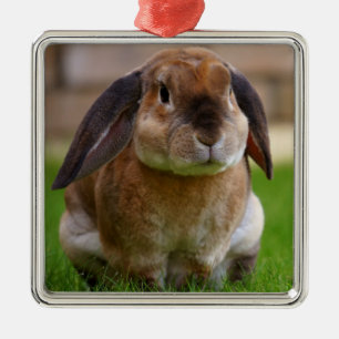 Ornement Carré Argenté Lapin Lapin Lapin Velveteen Lop