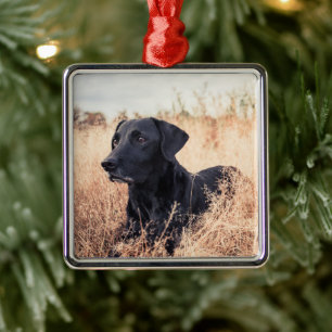 Ornement Carré Argenté Le Labrador Noir En Graine Sèche