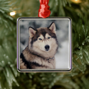 Ornement Carré Argenté Le magnifique Husky en plein air