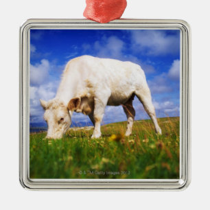 Ornement Carré Argenté Les charolais effrayent le pâturage, baie de