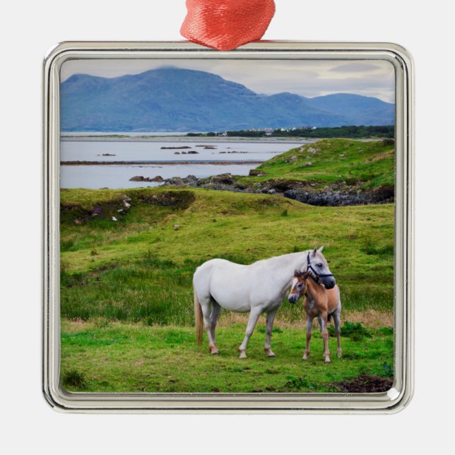 Ornement Carré Argenté Les chevaux de Connemara | Galway, Irlande (Devant)