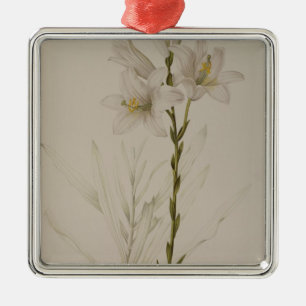Ornement Carré Argenté Lilium candidum, de "Les Liliacees", 1807