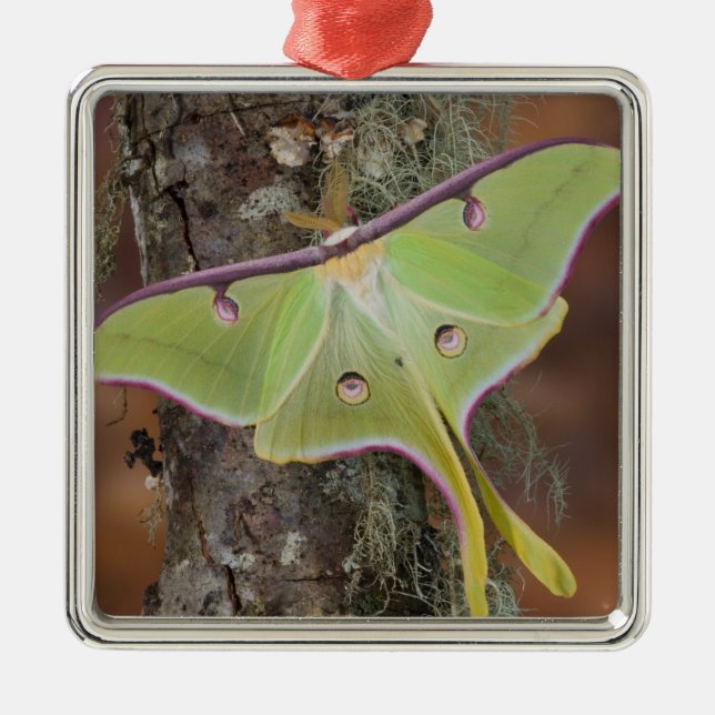Ornement Carré Argenté Luna Moth en soie (Devant)