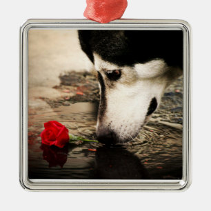 Ornement Carré Argenté Malamute d'Alaska avec le rose rouge