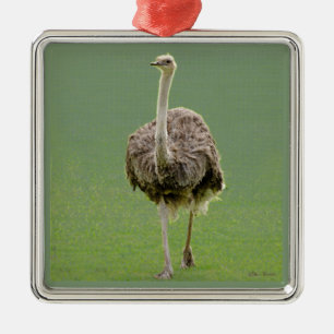 Ornement Carré Argenté Ostrich