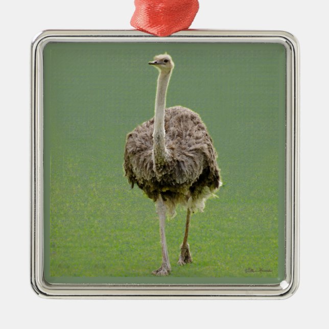 Ornement Carré Argenté Ostrich (Devant)