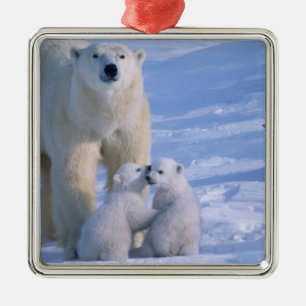 Ornement Carré Argenté Ours polaire femelle debout avec 2 oursons