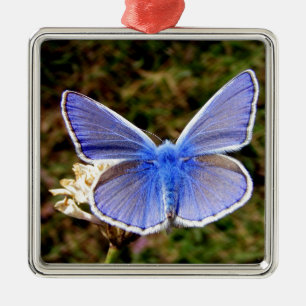 Ornement Carré Argenté Papillon bleu