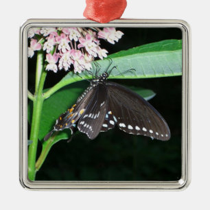 Ornement Carré Argenté Papillon de nuit noir Swallowtail à Shenandoah