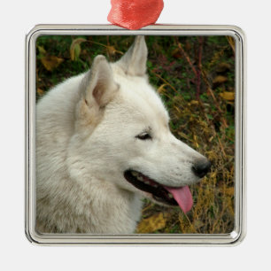 Ornement Carré Argenté Photographie de chien de Malamute d'Alaska