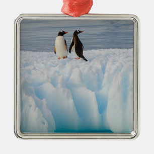 Ornement Carré Argenté pingouin doux, Pygoscelis Papouasie, sur la glace