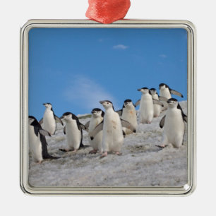 Ornement Carré Argenté Pingouins Pygoscelis Antarctique