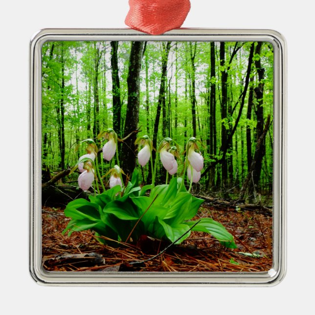 Ornement Carré Argenté Pink Lady Slipper sauvage orchidée (Devant)