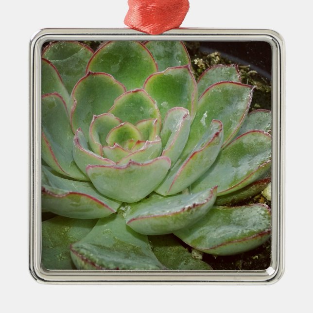 Ornement Carré Argenté Plante Succulent (Devant)