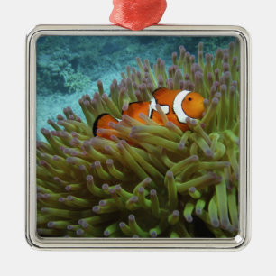 Ornement Carré Argenté Poisson-clown occidental ( Amphiprion ocellaris )