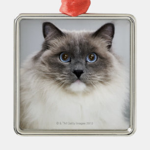 Ornement Carré Argenté Portrait de chat de Ragdoll