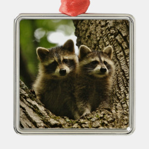 Ornement Carré Argenté Raccoons pour bébés sauvages Photo