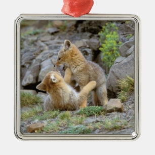 Ornement Carré Argenté Renard gris d'Amérique du Sud (Lycalopex griseus)