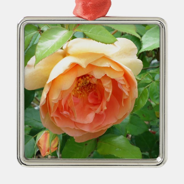Ornement Carré Argenté Rose orange (Devant)