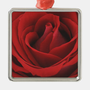Ornement Carré Argenté Rose rouge de floraison