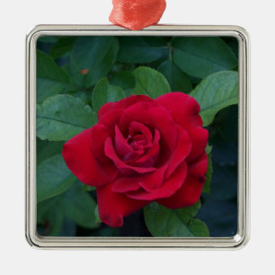 Ornement Carré Argenté Rose rouge de près
