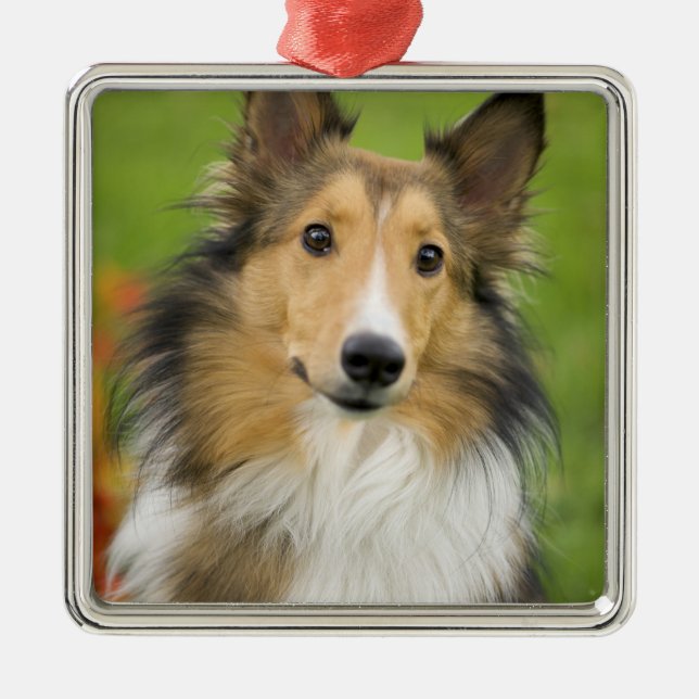 Ornement Carré Argenté Rough Collie, chien (Devant)
