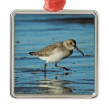 Scène des oiseaux de rivage - Dunlin