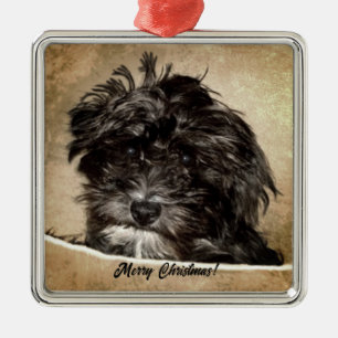 Ornement Carré Argenté Schnoodle Chien