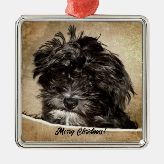 Ornement Carré Argenté Schnoodle Chien (Devant)