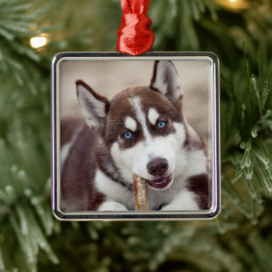 Ornement Carré Argenté Siberian Husky Puppy at the Beach