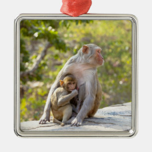 Ornement Carré Argenté Singes de Macaque de rhésus de mère et de bébé