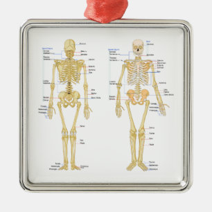 Ornement Carré Argenté Squelette humain marqué diagramme d'anatomie