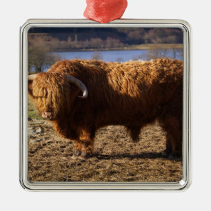 Ornement Carré Argenté Taureau de Highland Cattle, Écosse