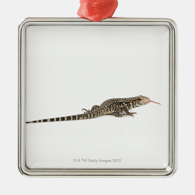 Ornement Carré Argenté Tegu bleu - merianae de Tupinambis (Devant)
