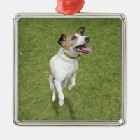Terrier de Jack Russell sautant, vue élevée