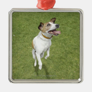 Ornement Carré Argenté Terrier de Jack Russell sautant, vue élevée