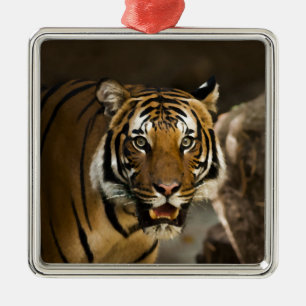 Ornement Carré Argenté Tigre de Sibérie