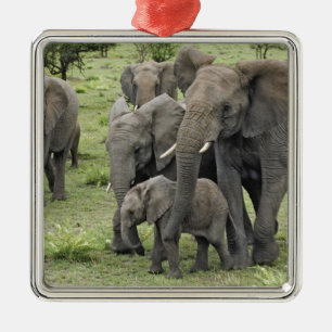 Ornement Carré Argenté troupeau d'éléphants d'Afrique, Loxodonta africana