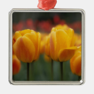 Ornement Carré Argenté Tulipes 2