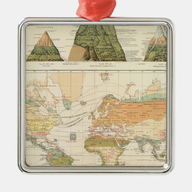 Ornement Carré Argenté Végétation de distribution (Devant)