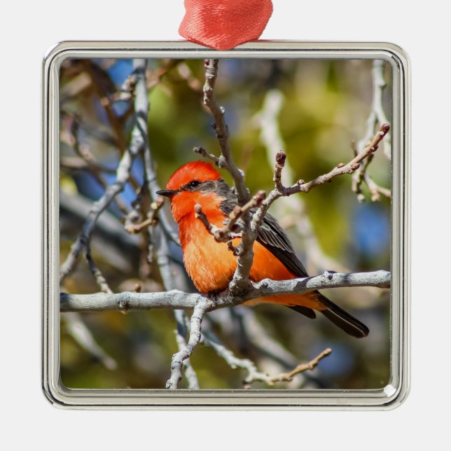 Ornement Carré Argenté Vermillion Flycatcher (Devant)