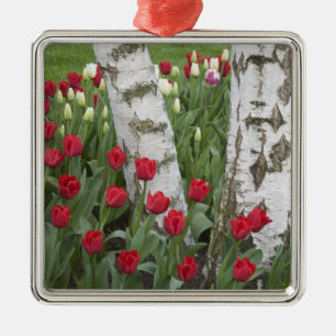 Ornement Carré Argenté WA, vallée de Skagit, jardin de tulipes Roozengaar