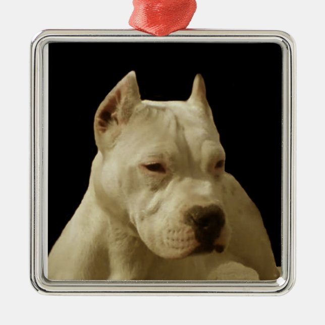 Ornement Carré Argenté White Pitbull Terrier (Devant)