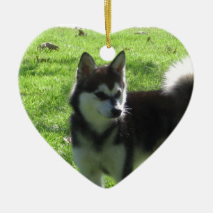 Ornement Cœur En Céramique Chien d'Alaska de Klee Kai