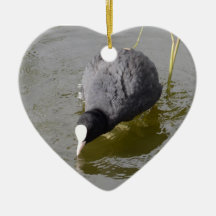 Headed Coot
