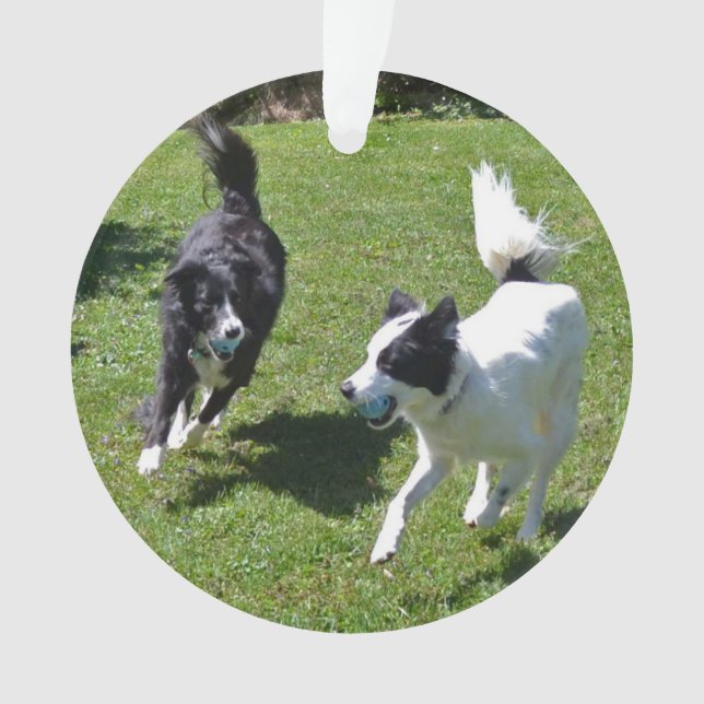ornement - Collies frontalières Jouer à la balle (devant)