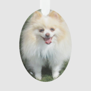 Ornement d'acrylique de Pomeranian