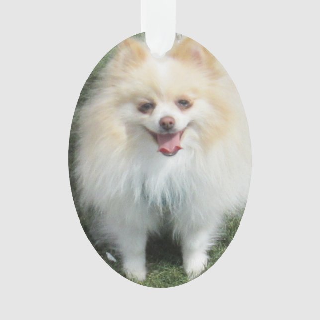 Ornement d'acrylique de Pomeranian (devant)
