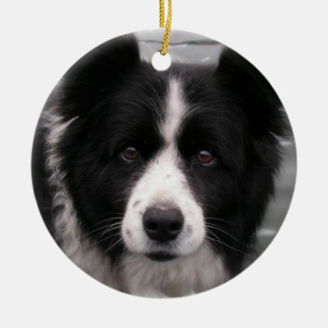Ornement de chien de border collie (Devant)