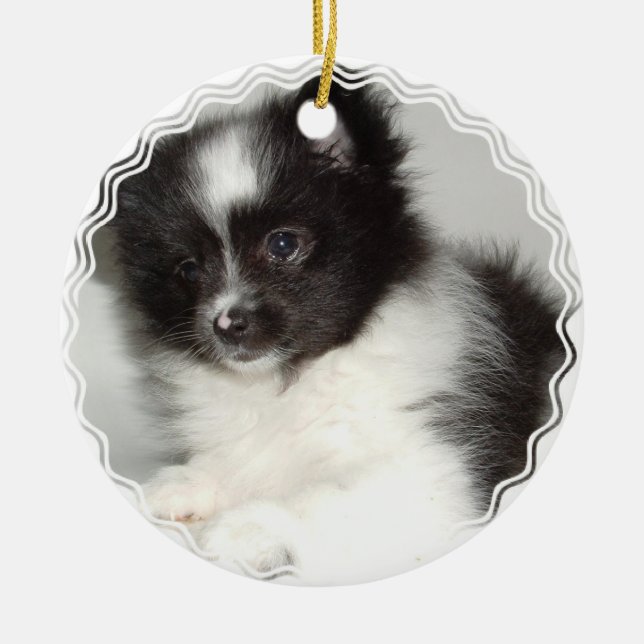 Ornement de chien de Pomeranian de jouet (Devant)